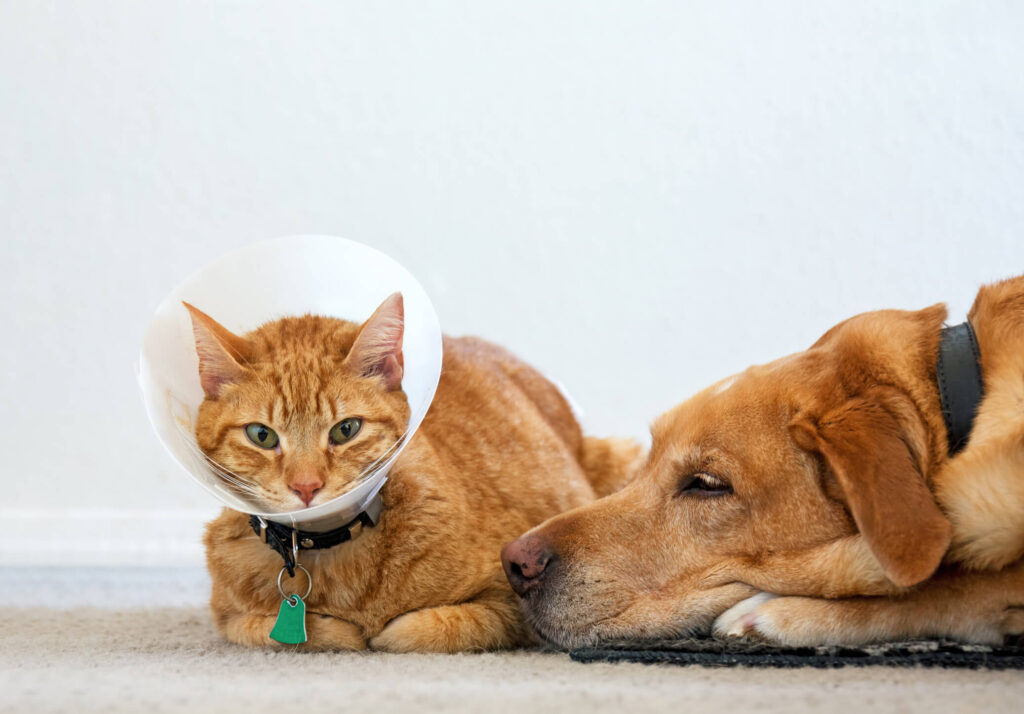 Step-by-Step Guide When Your Pets Are Sick