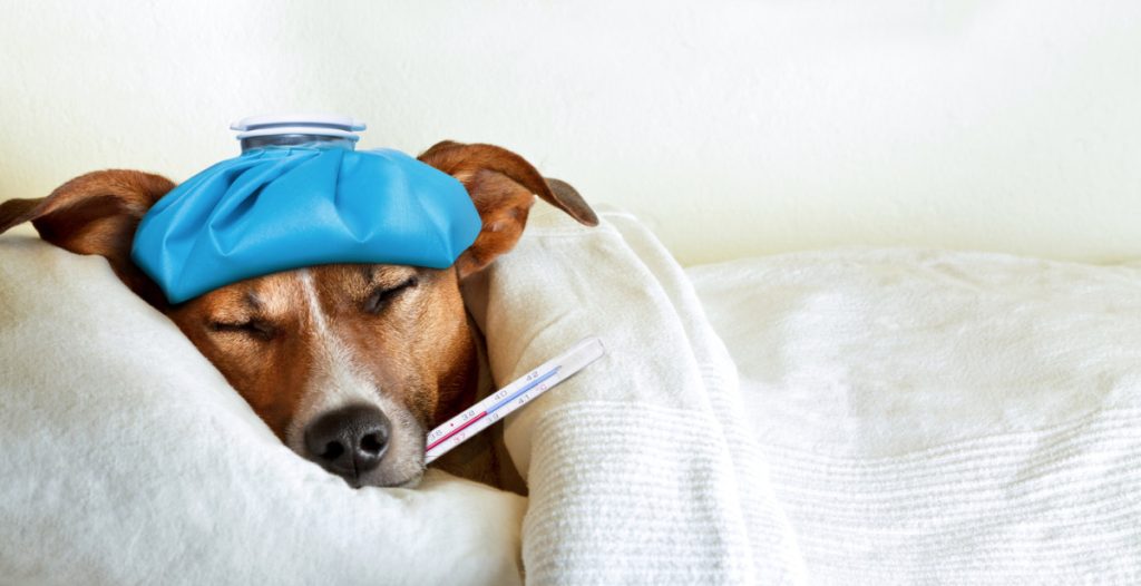 News: What to Do When Your Pet Gets Sick in Thailand
