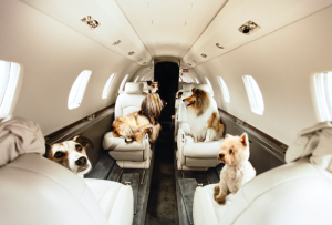 Relocating Your Senior Dog or Cat to Taiwan: Things to Know