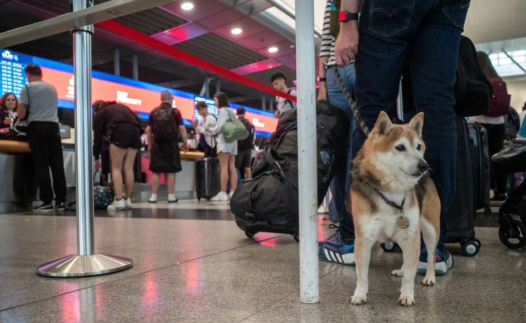 Pets moves from from Hubei, China to Ho Chi Minh, Vietnam