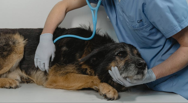 Step-by-Step Guide When Your Pets Are Sick