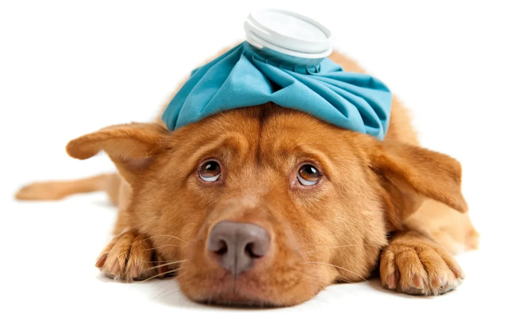 What to Do When Your Pet is Sick