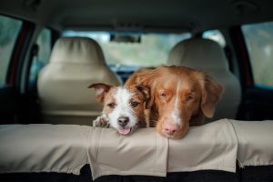 Transporting Pets from Ho Chi Minh City to Pohang, South Korea