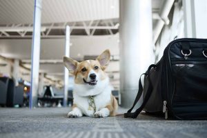 Transporting Your Pet from Vietnam to Gwangyang, South Korea