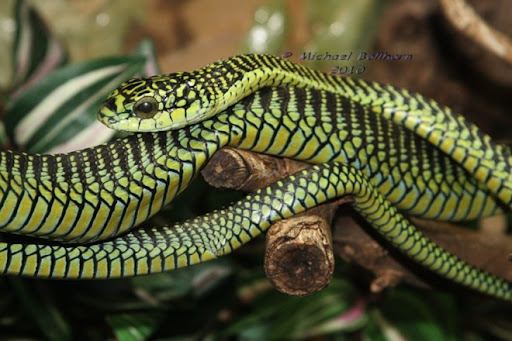 Rắn lục Boomslang: Sát thủ ẩn mình trong tán lá