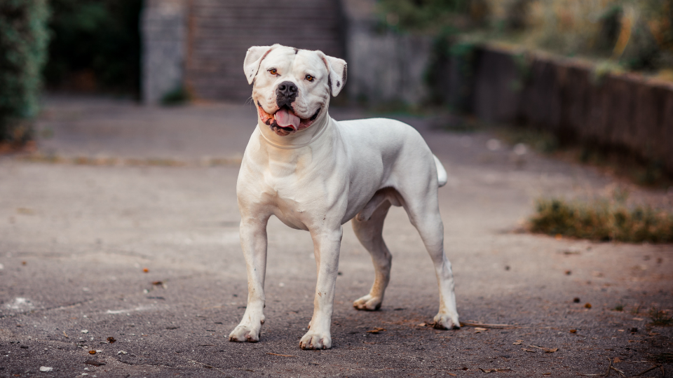 American Bulldog - Vì sao bị cấm trên nhiều chuyến bay?