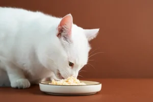 Should You Feed Your Pets Hot Food?