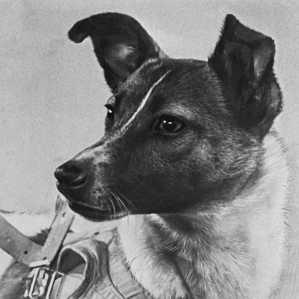 Laika – The First Dog to Journey into Space