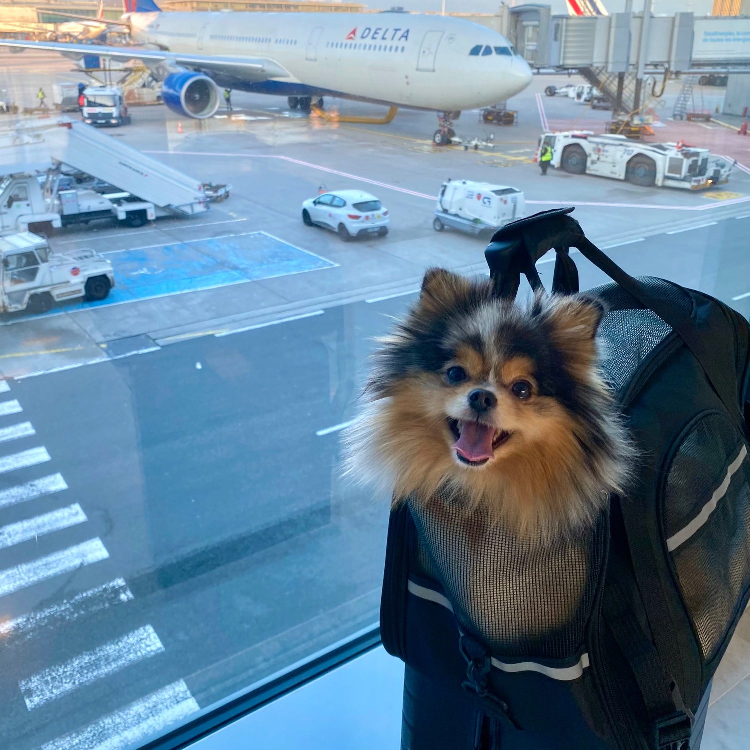 Transporting Pets Transporting pets internationally - ASIAPATA - Asia Pet & Animal ...