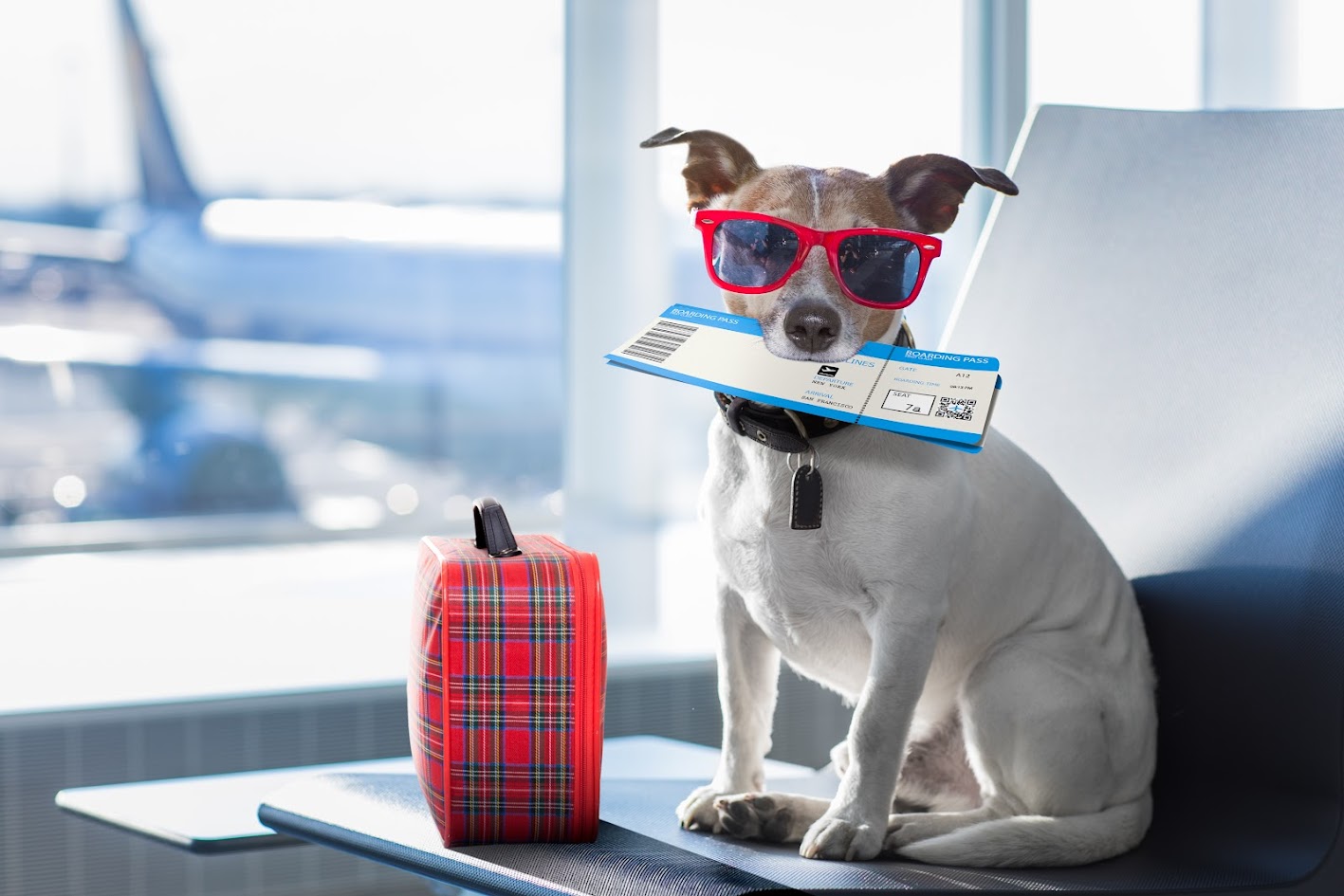 Regulations for Air Transporting Pets from the Philippines to Vietnam