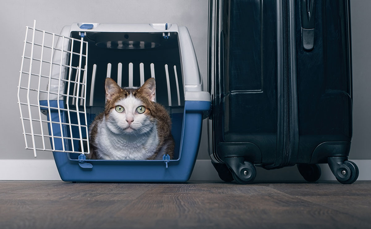 Air Travel Regulations for Pets from South Korea to Vietnam