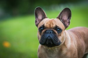 Tips for Caring for Short-Nosed Pets: