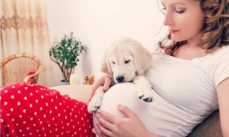 Health Risks When Expecting Mothers Own Pets