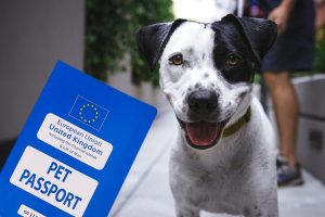 What is a Pet Passport?