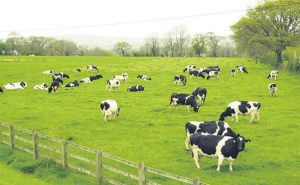 Is Cattle Farming in a Ranch Model Difficult?