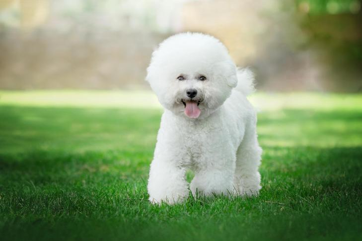 Bichon Frise