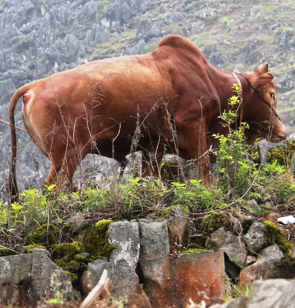 Why is H'Mông Cattle Banned in Ho Chi Minh City?