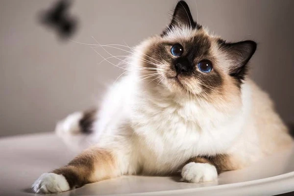 Which Cat Breed Sheds Little And Is Easy To Groom?