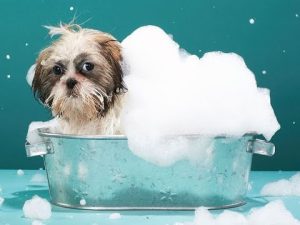 Top 4 Best Shampoos For Dogs And Cats