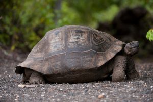 Which animals can live the longest on Earth?