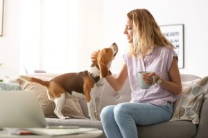 Top Countries Often Considered Pet-Friendly: