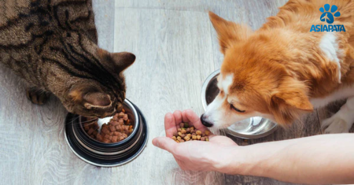 Nutrition for Senior Dogs or Cats
