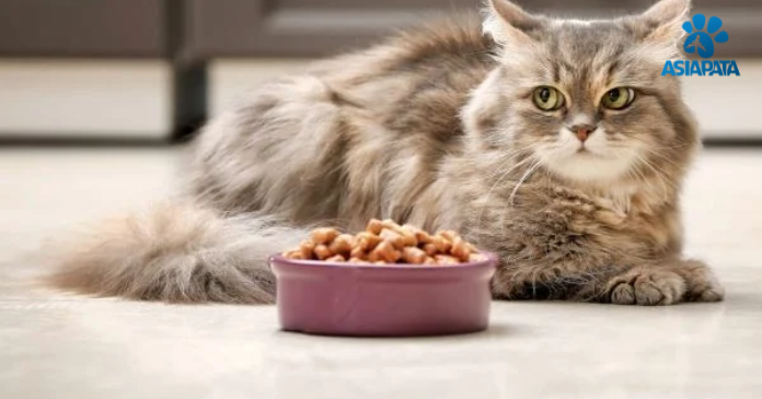Nutrition for Senior Dogs or Cats