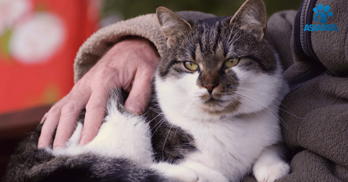 Nutrition for Senior Dogs or Cats