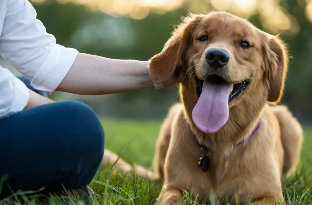 Decoding Whispers and Wags: Understanding Your Pet's Emotions