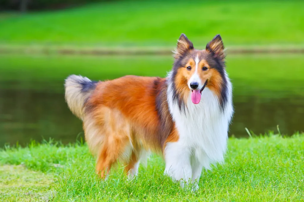 The Smartest Dog Breeds