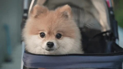 Pet Air Travel to China: Regulations, Requirements & Travel Tips (Updated 2025)