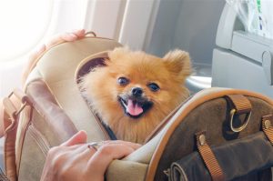 Pet Air Travel to China: Regulations, Requirements & Travel Tips (Updated 2025)