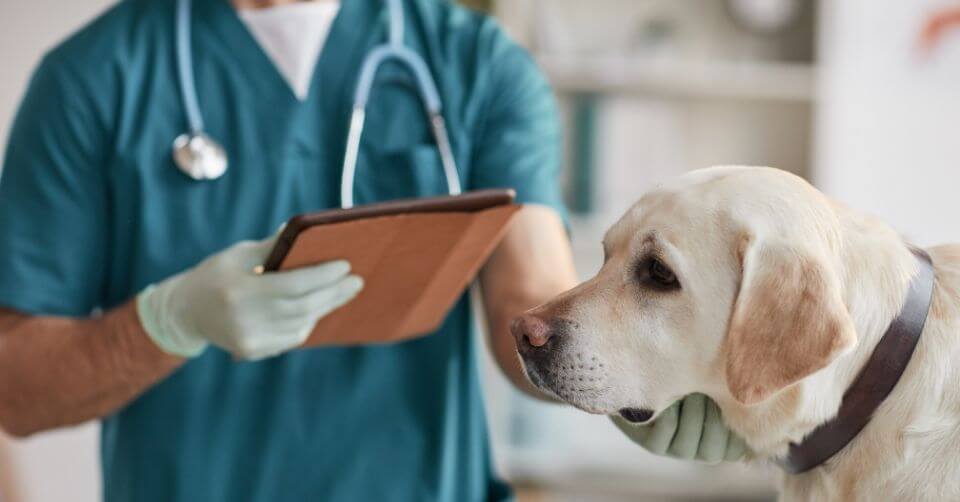 Genetic Testing Before Dog Breeding – Technology, Costs, and Benefits 