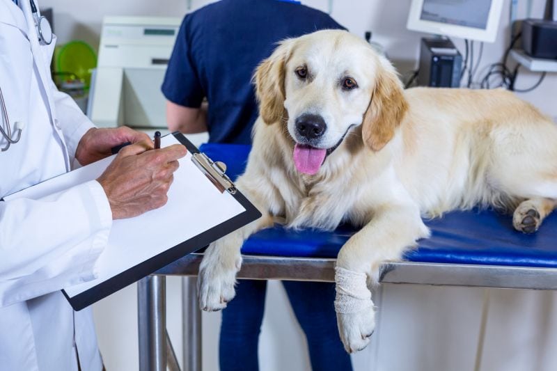 Genetic Testing Before Breeding: Technology, Cost & Benefits for Responsible Pet Breeding