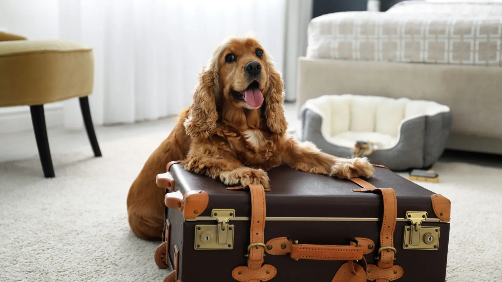 Pet Air Travel to China: Regulations, Requirements & Travel Tips (Updated 2025)