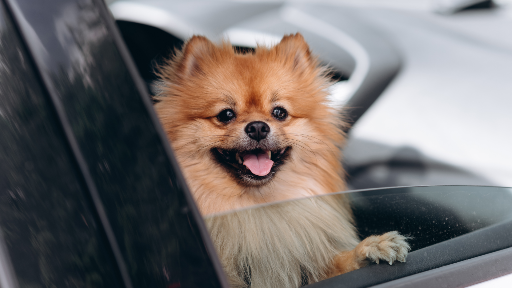 Pet Air Travel to China: Regulations, Requirements & Travel Tips (Updated 2025)