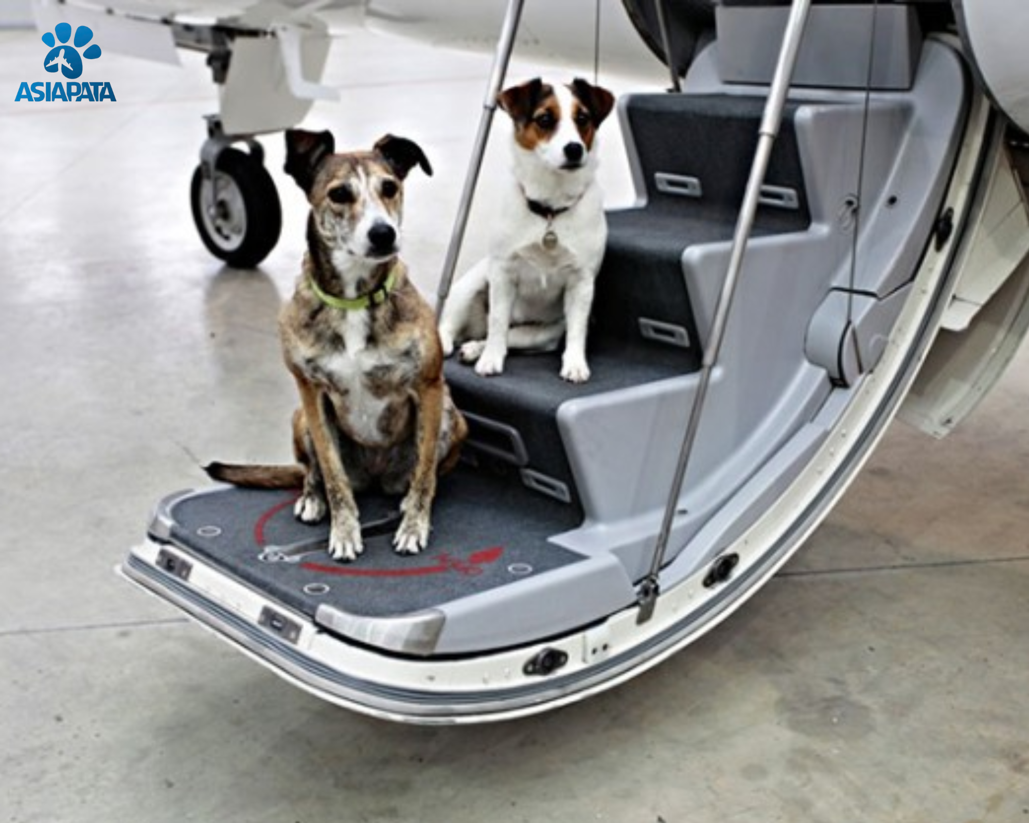 Pet Transport Service From Vietnam To Columbus – Fast, Safe, Complete